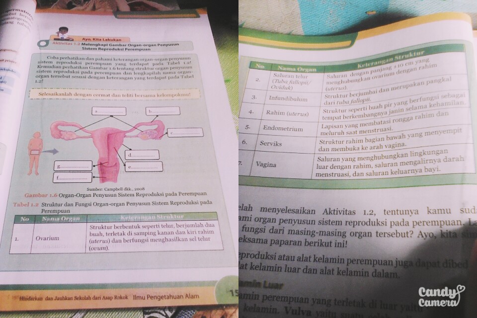 Detail Gambar Struktur Manusia Saat Menstruasi Nomer 41