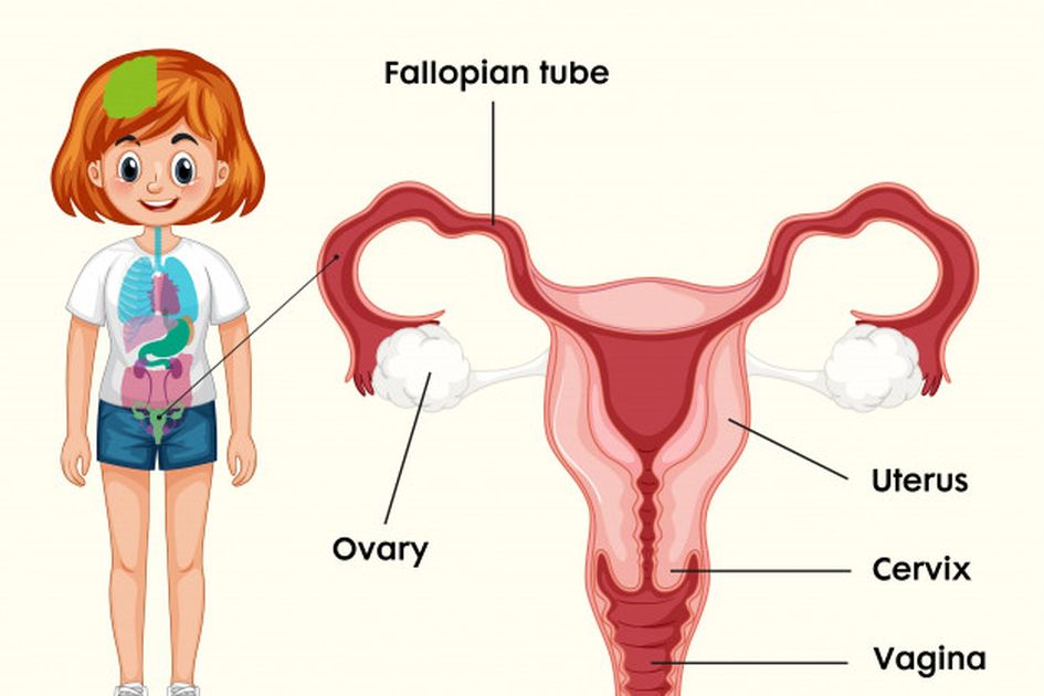 Detail Gambar Struktur Manusia Saat Menstruasi Nomer 7