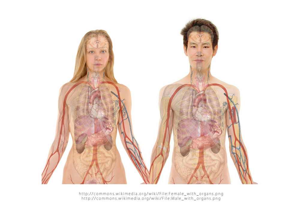 Detail Gambar Struktur Organ Manusia Nomer 14