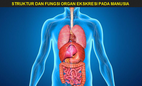 Detail Gambar Struktur Organ Manusia Nomer 29