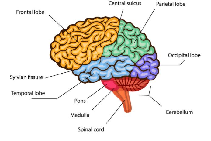 Gambar Struktur Otak Manusia - KibrisPDR