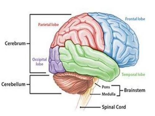 Detail Gambar Struktur Otak Manusia Nomer 23