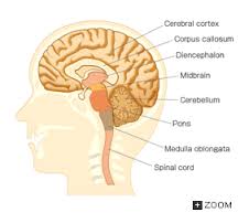 Detail Gambar Struktur Otak Manusia Nomer 31