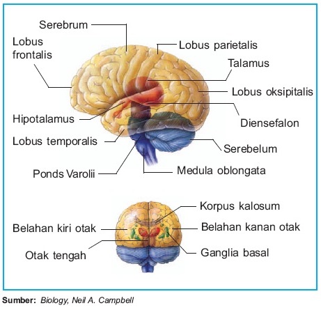 Detail Gambar Struktur Otak Manusia Nomer 5