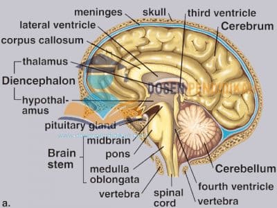 Detail Gambar Struktur Otak Manusia Nomer 40