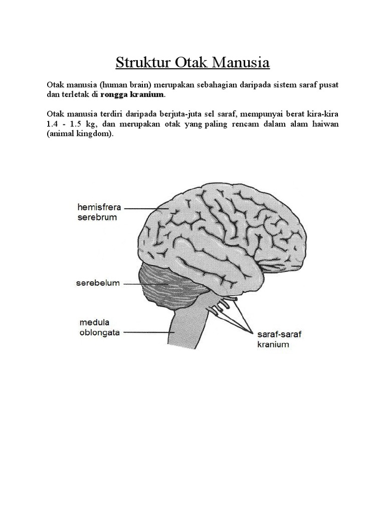 Detail Gambar Struktur Otak Manusia Nomer 45
