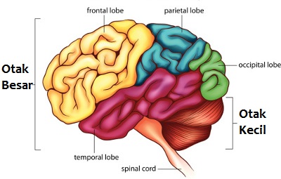 Detail Gambar Struktur Otak Manusia Nomer 9