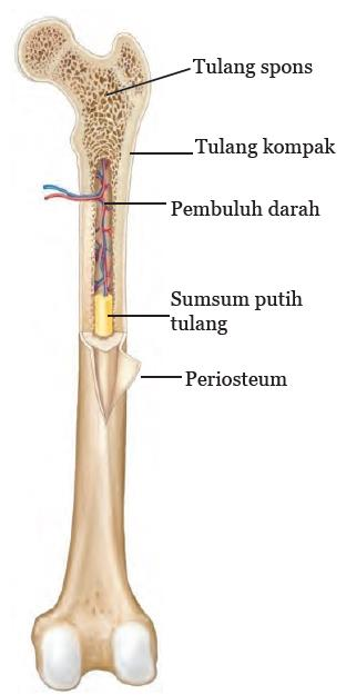 Detail Gambar Struktur Rangka Manusia Nomer 24