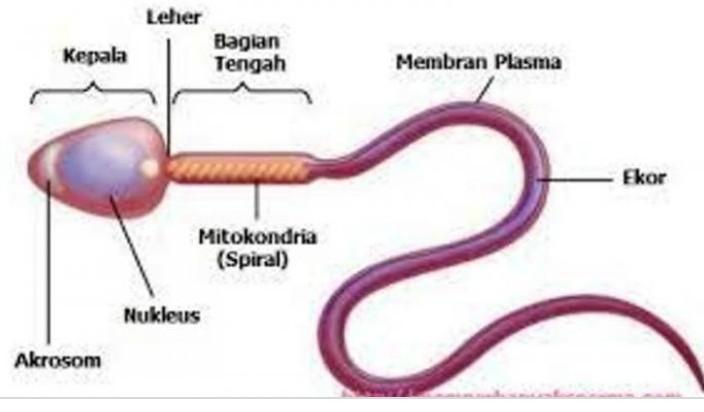 Gambar Struktur Sperma 55 Koleksi Gambar