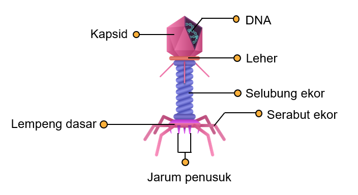 Gambar Struktur Tubuh Bakteriofag - KibrisPDR