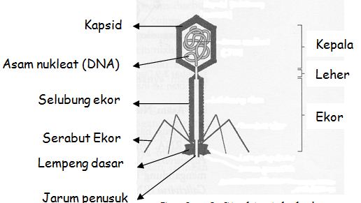 Detail Gambar Struktur Tubuh Bakteriofag Nomer 2