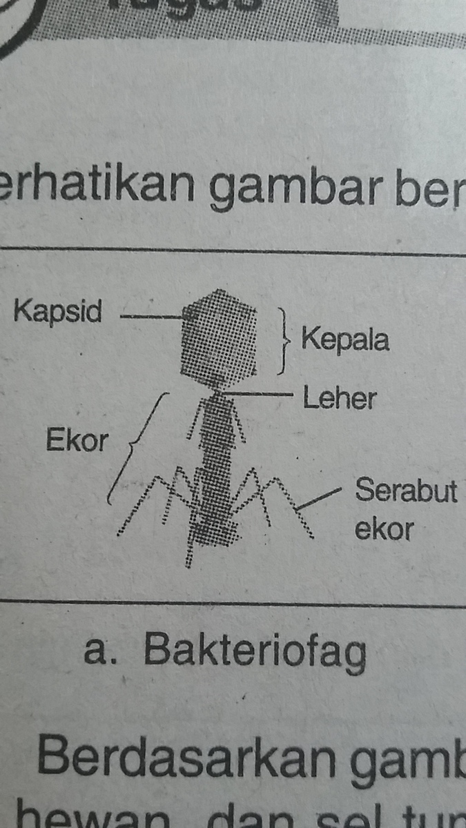 Detail Gambar Struktur Tubuh Bakteriofag Nomer 14