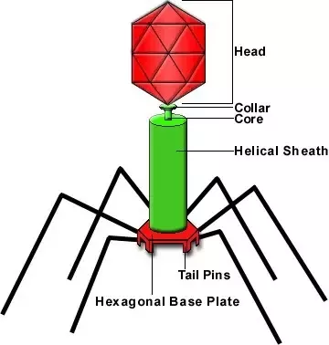 Detail Gambar Struktur Tubuh Bakteriofag Nomer 15