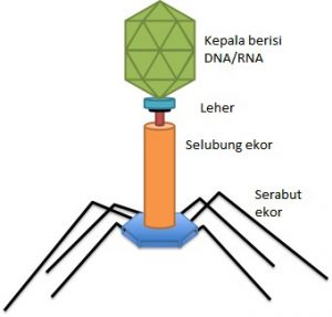 Detail Gambar Struktur Tubuh Bakteriofag Nomer 17
