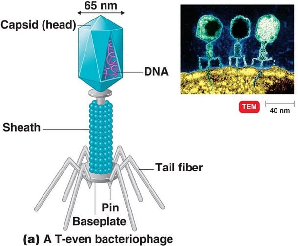 Detail Gambar Struktur Tubuh Bakteriofag Nomer 19