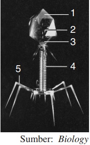 Detail Gambar Struktur Tubuh Bakteriofag Nomer 23