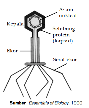 Detail Gambar Struktur Tubuh Bakteriofag Nomer 24