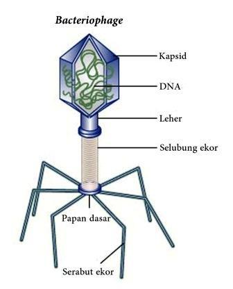 Detail Gambar Struktur Tubuh Bakteriofag Nomer 4