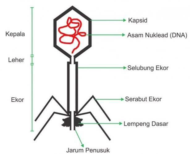 Detail Gambar Struktur Tubuh Bakteriofag Nomer 26