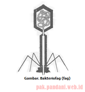 Detail Gambar Struktur Tubuh Bakteriofag Nomer 34