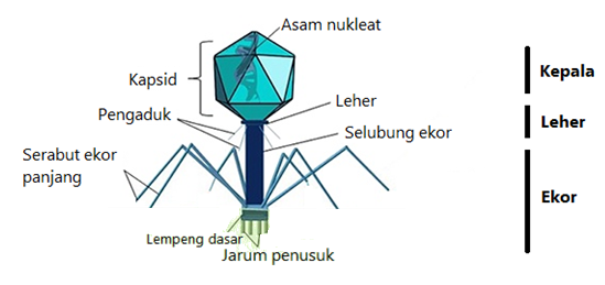 Detail Gambar Struktur Tubuh Bakteriofag Nomer 38