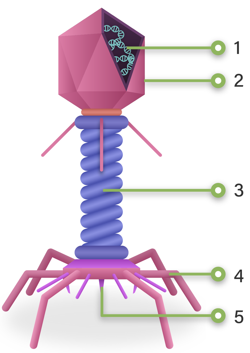 Detail Gambar Struktur Tubuh Bakteriofag Nomer 7