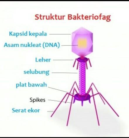 Detail Gambar Struktur Tubuh Bakteriofag Nomer 9