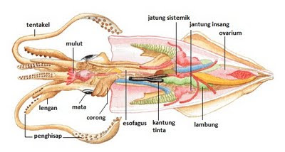 Detail Gambar Struktur Tubuh Cumi Cumi Nomer 10