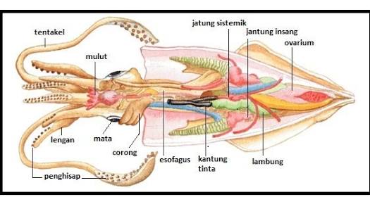 Detail Gambar Struktur Tubuh Cumi Cumi Nomer 4