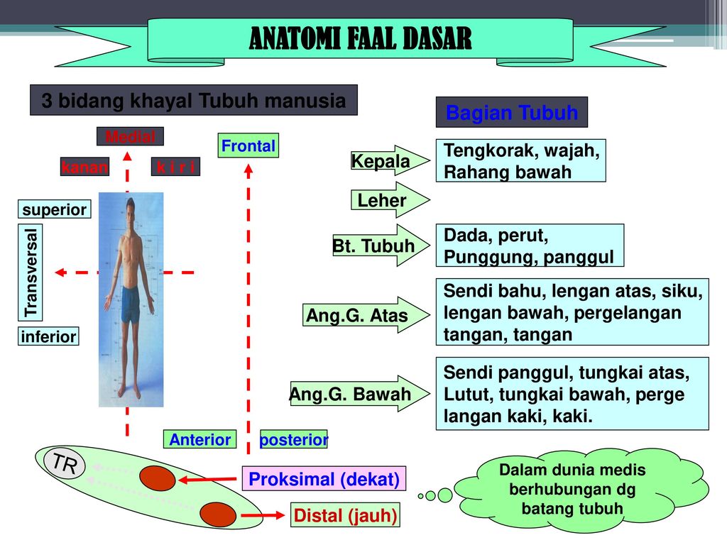 Detail Gambar Struktur Tubuh Manusia Nomer 54