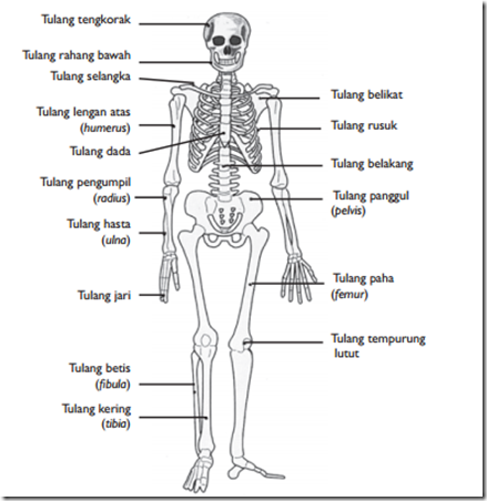 Detail Gambar Struktur Tulang Manusia Nomer 18