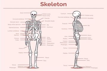 Detail Gambar Struktur Tulang Manusia Nomer 21