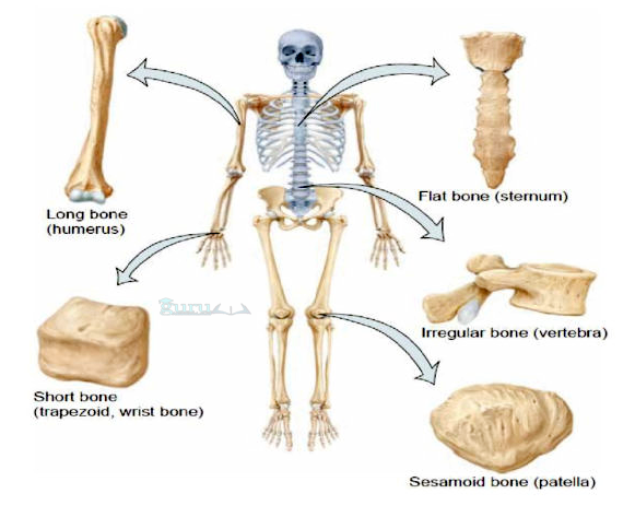 Detail Gambar Struktur Tulang Manusia Nomer 22