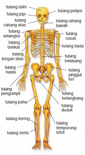 Detail Gambar Struktur Tulang Manusia Nomer 5