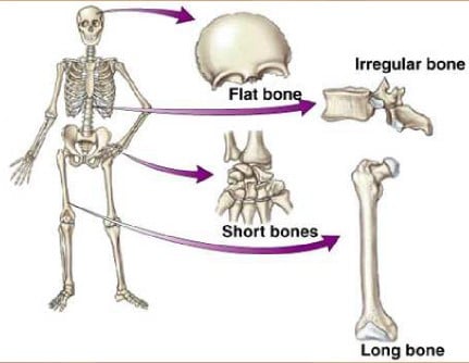 Detail Gambar Struktur Tulang Manusia Nomer 40