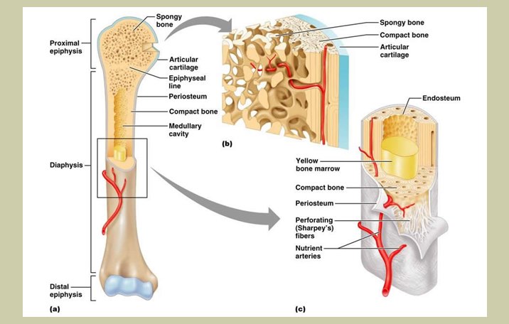 Detail Gambar Struktur Tulang Manusia Nomer 44