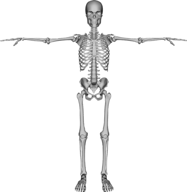 Detail Gambar Struktur Tulang Manusia Nomer 7