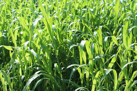 Detail Gambar Sudan Grass Nomer 40