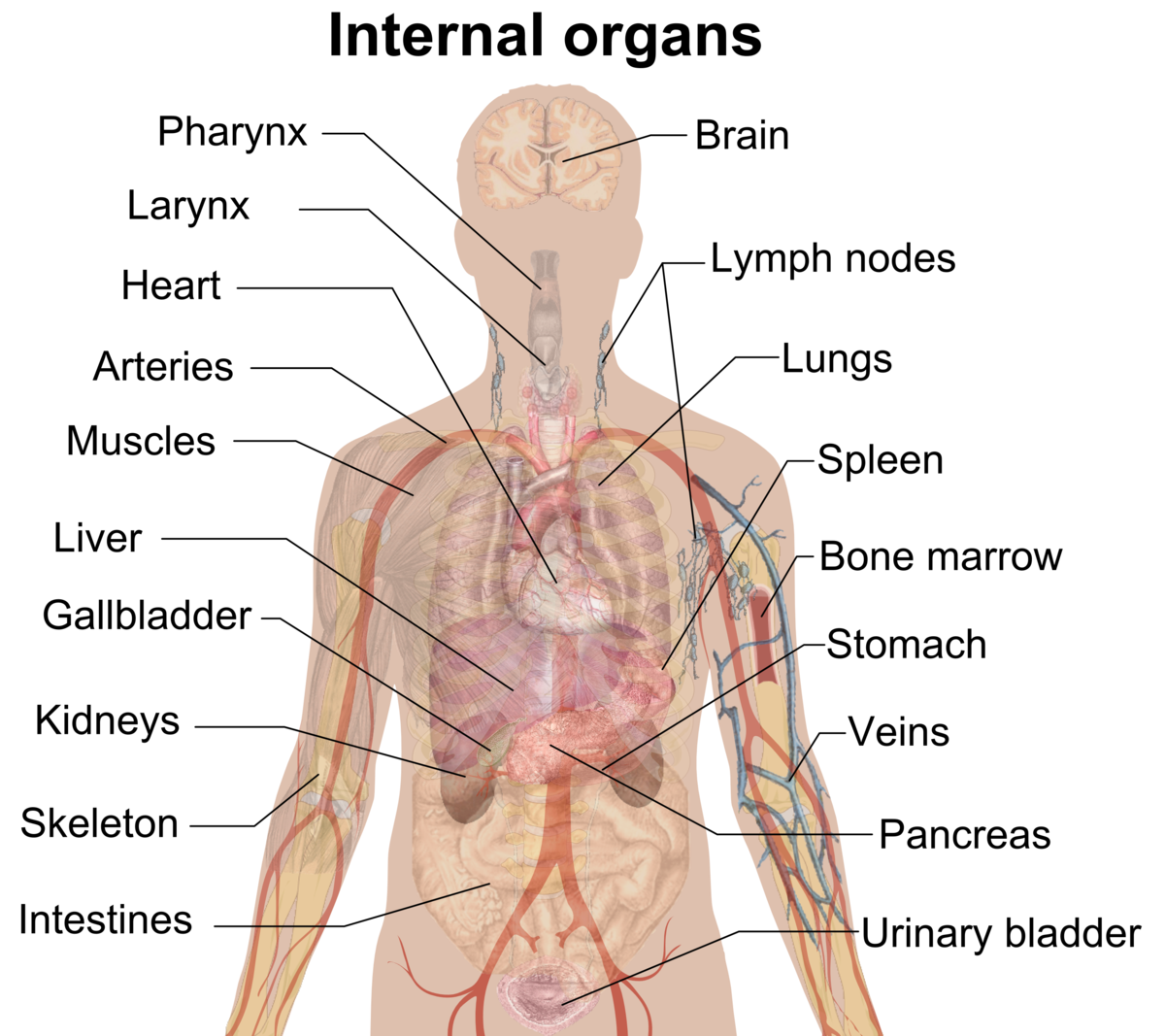 Detail Gambar Susunan Organ Tubuh Manusia Nomer 2
