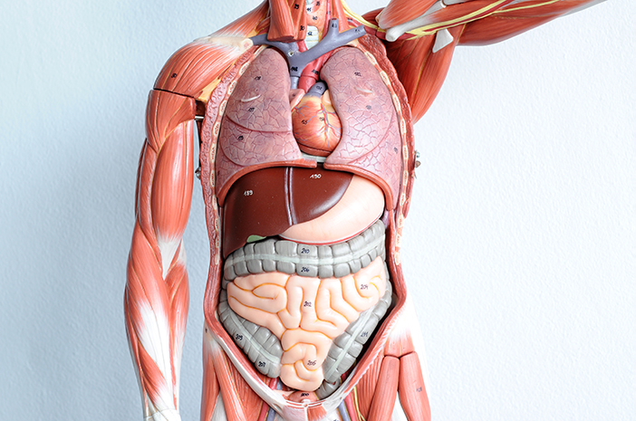 Detail Gambar Susunan Organ Tubuh Manusia Nomer 11