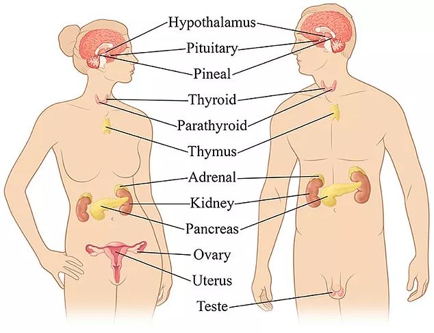 Detail Gambar Susunan Organ Tubuh Manusia Nomer 15