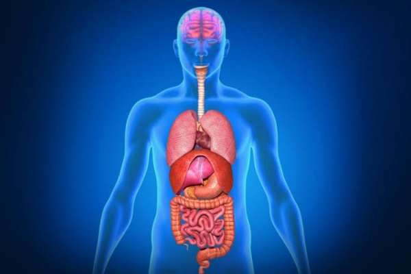 Detail Gambar Susunan Organ Tubuh Manusia Nomer 16
