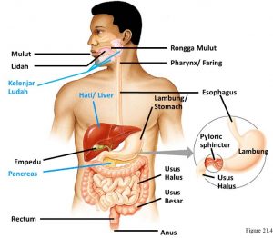 Detail Gambar Susunan Organ Tubuh Manusia Nomer 17