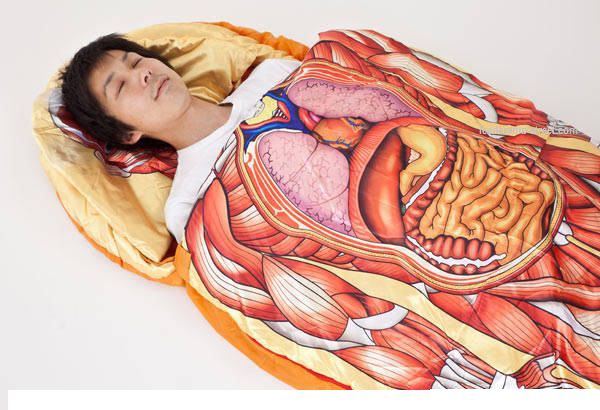 Detail Gambar Susunan Organ Tubuh Manusia Nomer 18
