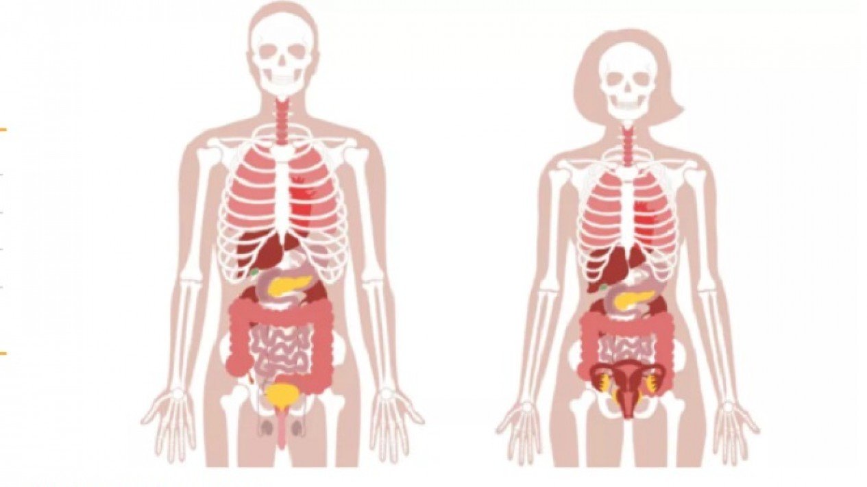 Detail Gambar Susunan Organ Tubuh Manusia Nomer 19