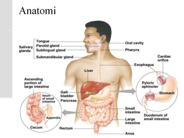 Detail Gambar Susunan Organ Tubuh Manusia Nomer 20
