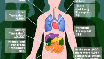 Detail Gambar Susunan Organ Tubuh Manusia Nomer 21
