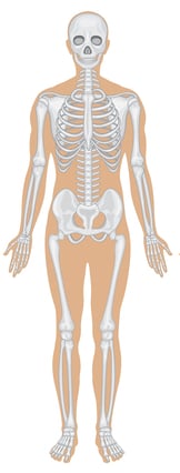 Detail Gambar Susunan Organ Tubuh Manusia Nomer 23