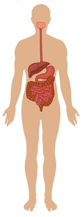 Detail Gambar Susunan Organ Tubuh Manusia Nomer 26