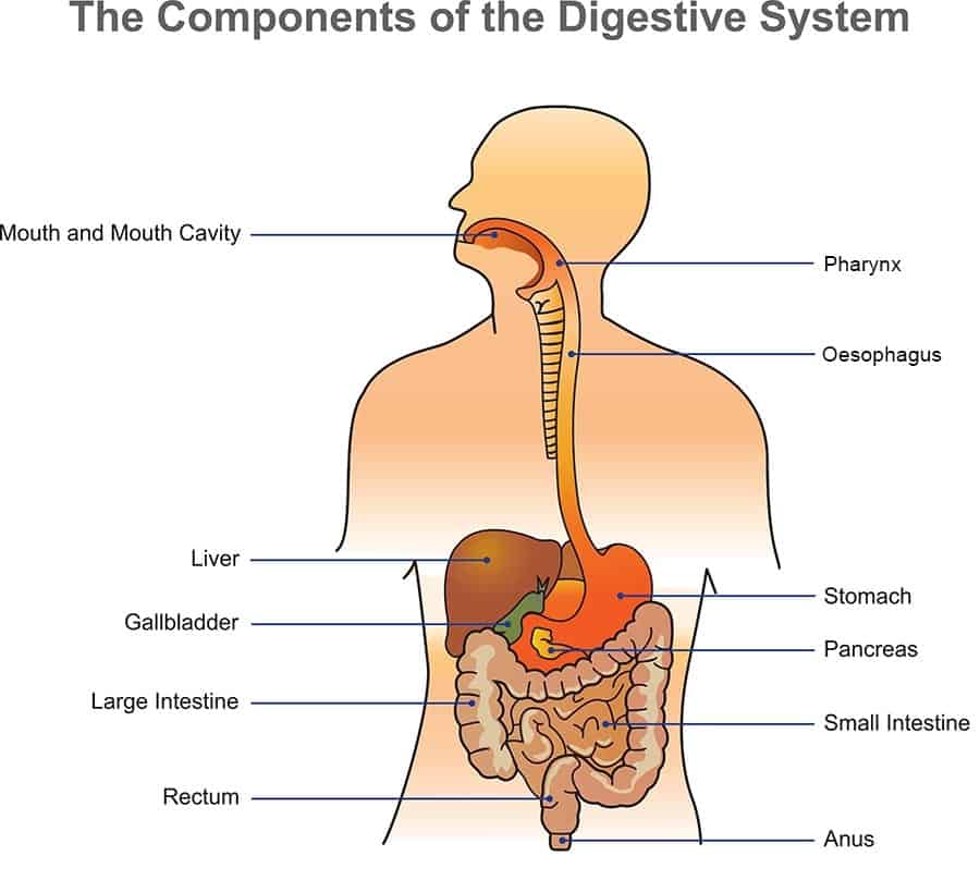Detail Gambar Susunan Organ Tubuh Manusia Nomer 28